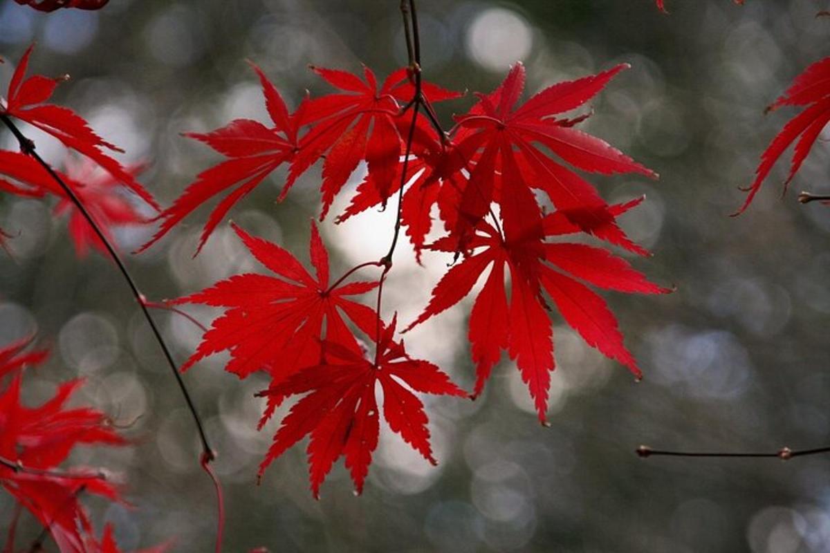 sekumpulan daun merah di atas pokok