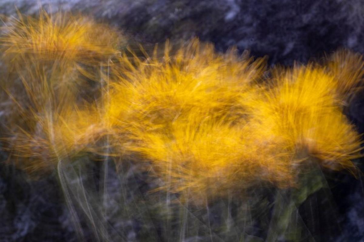 a bunch of yellow dandelions blowing in the wind