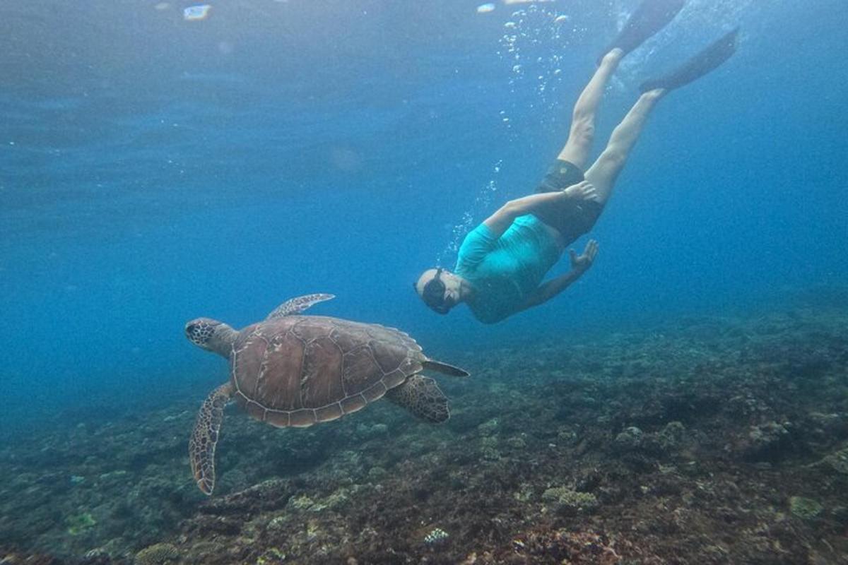 海でカメの隣で泳ぐ人
