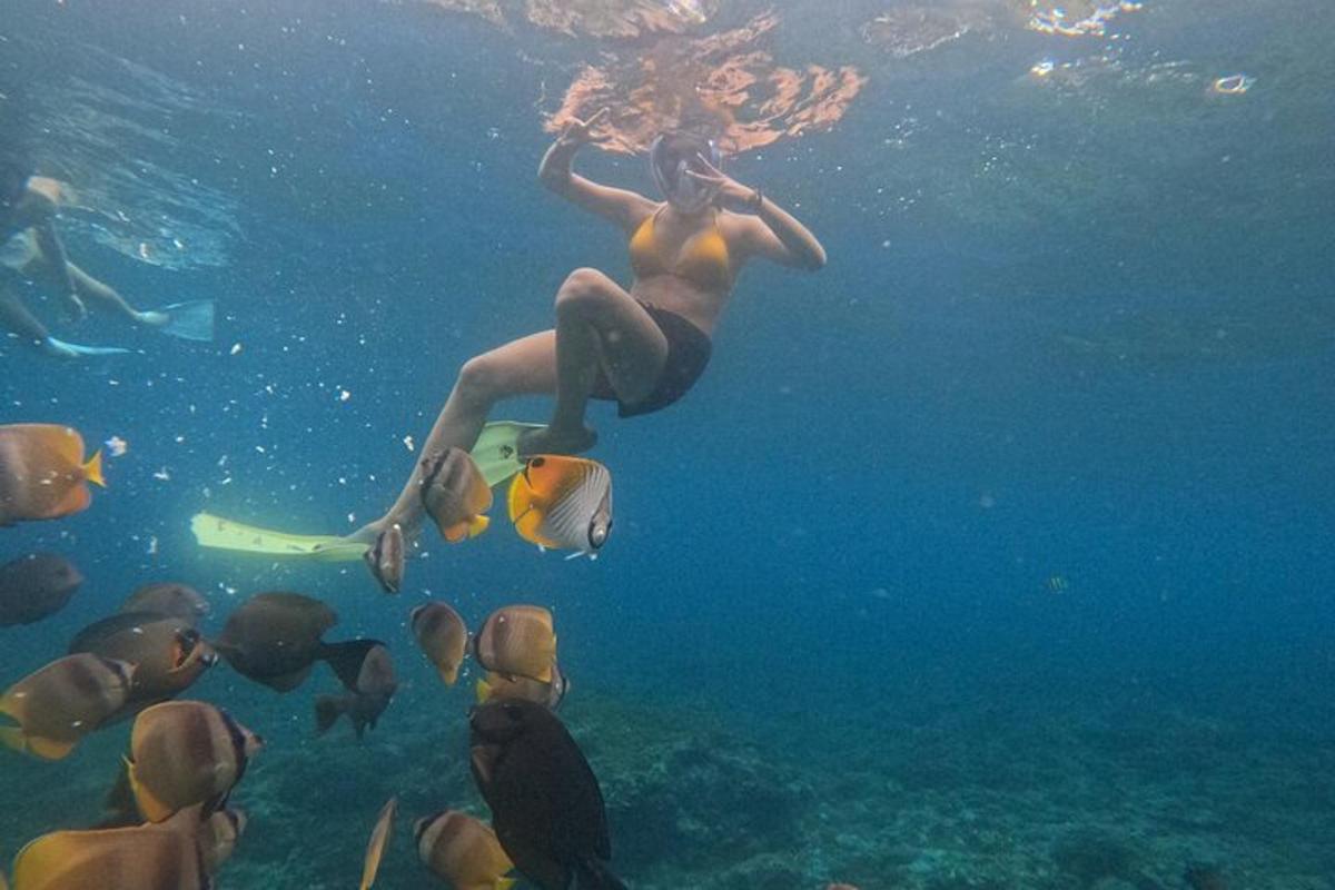 seorang wanita berenang di dalam air bersama sekumpulan ikan