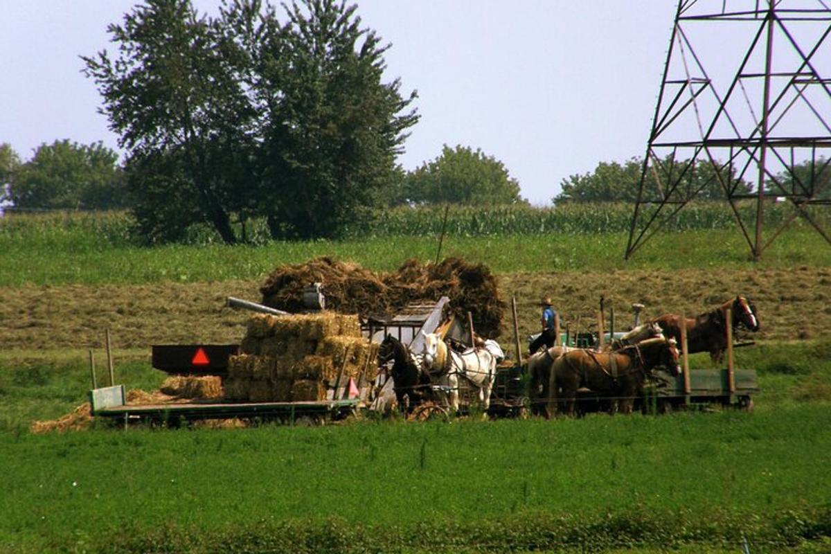 a group of horses standing in a field with hay