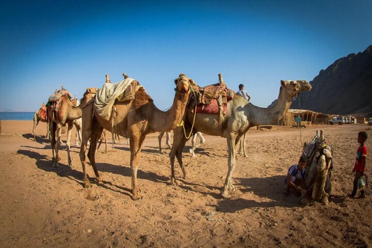 a group of camels standing on a dirt field
