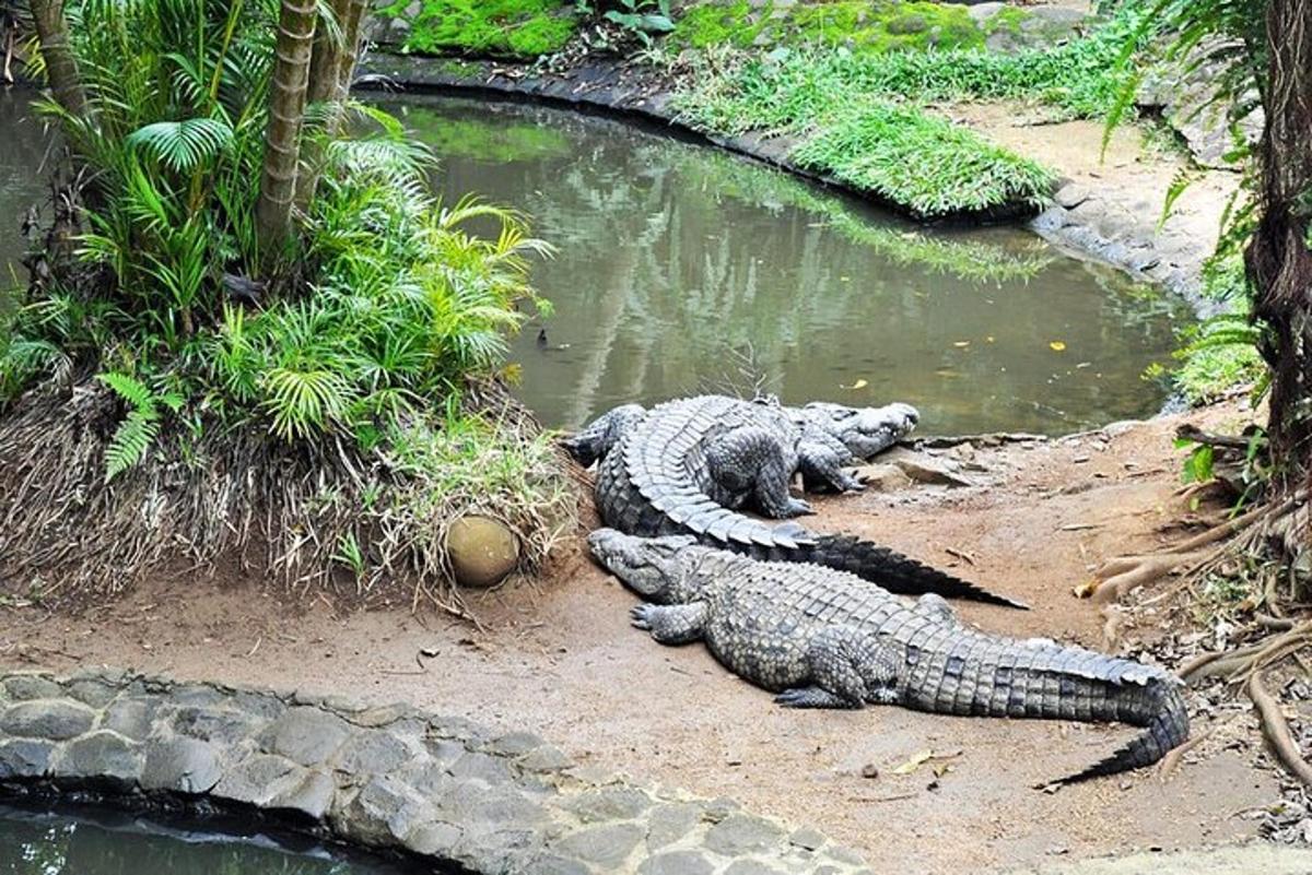 two crocodiles laying on the ground next to a pond