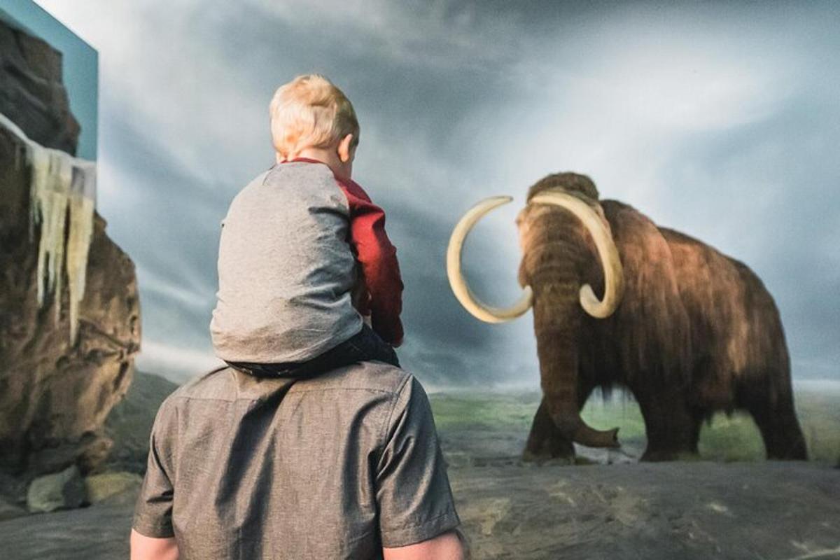 a young boy is standing on the back of a person looking at an elephant
