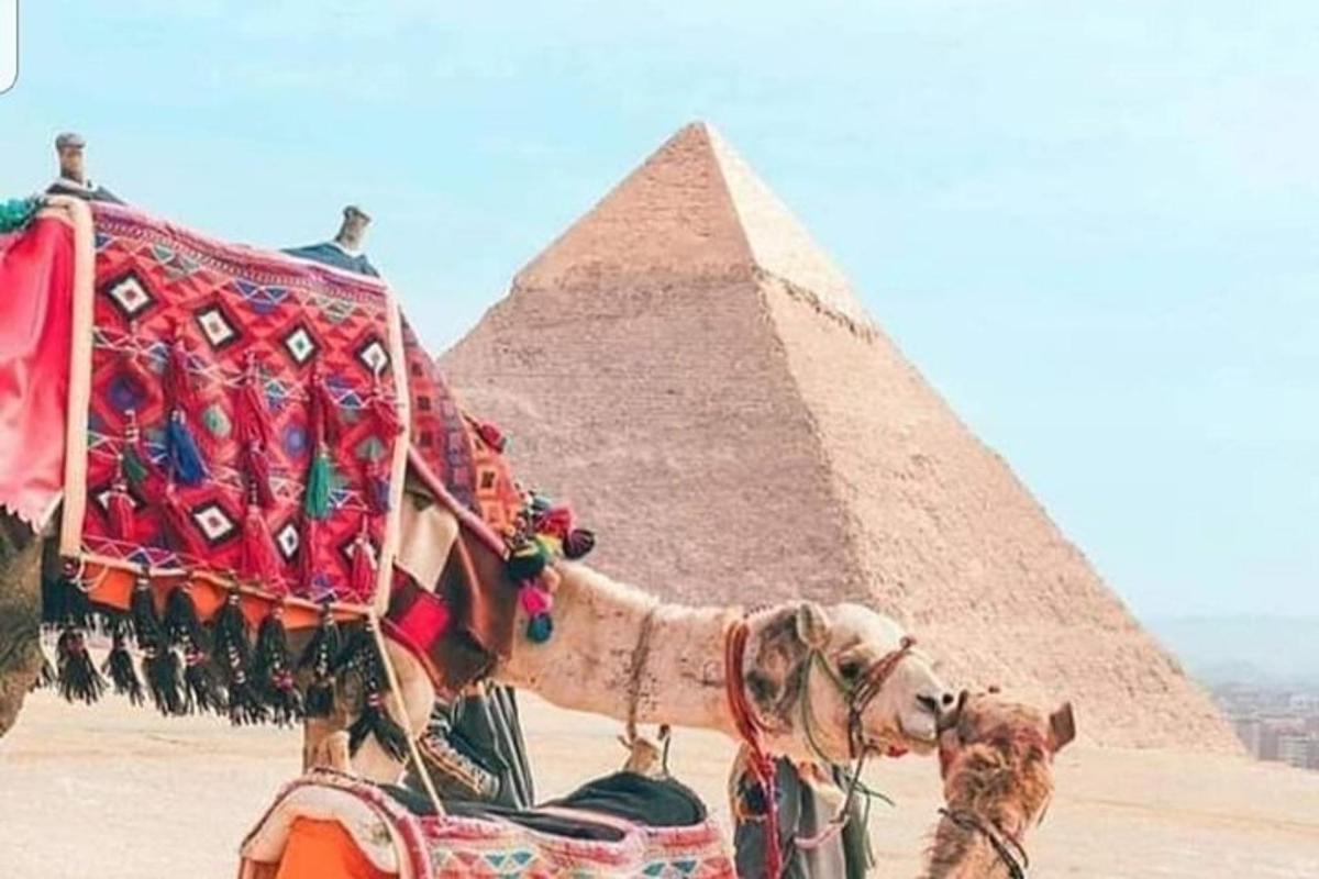 a camel is standing in front of the pyramids
