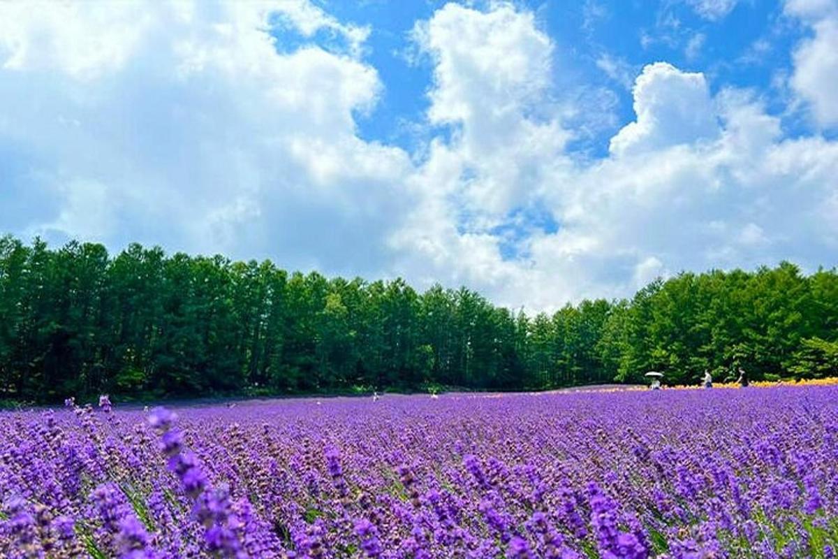 ein Feld mit lila Blumen mit Bäumen im Hintergrund
