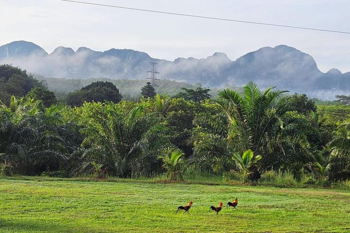 tiga ekor ayam berjalan di padang dengan latar belakang gunung