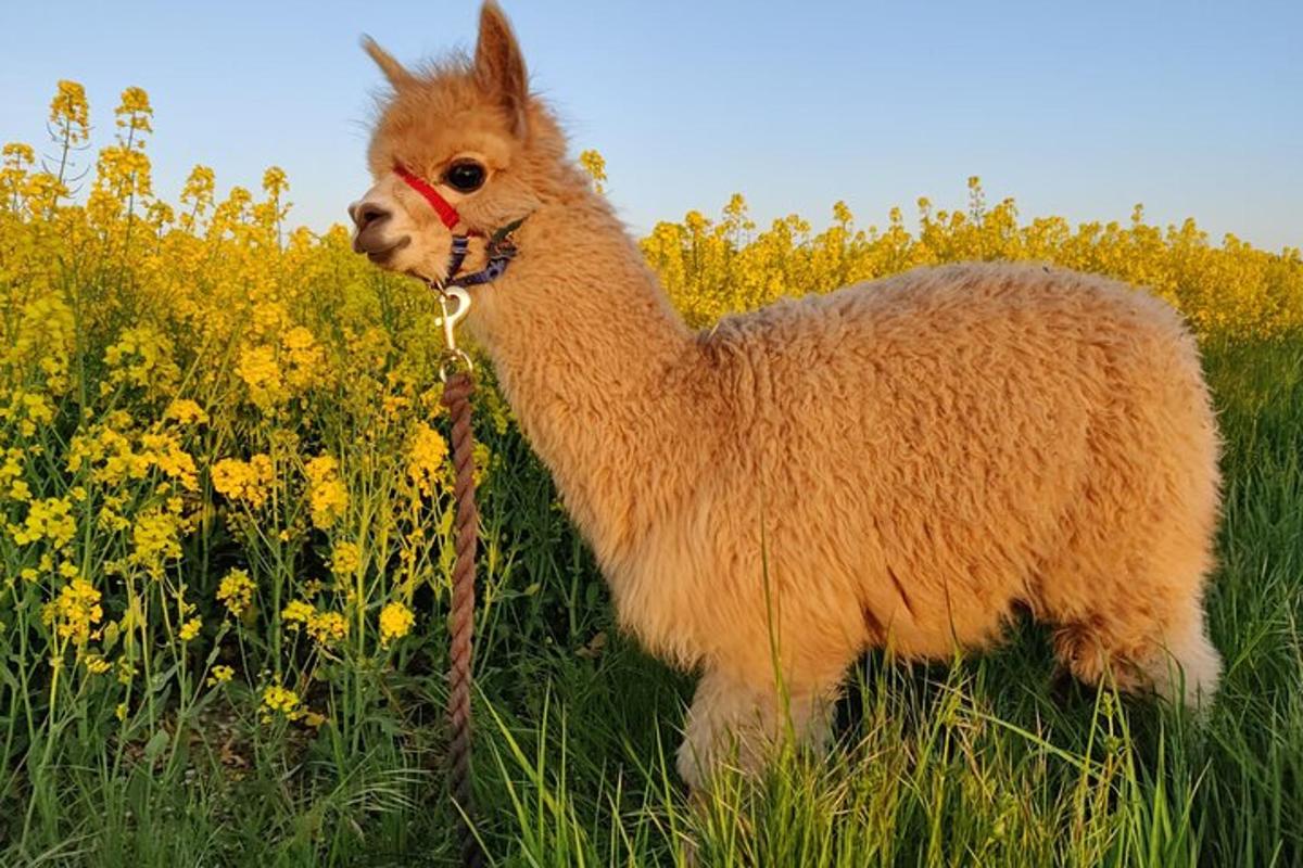 a brown llama standing in a field of flowers