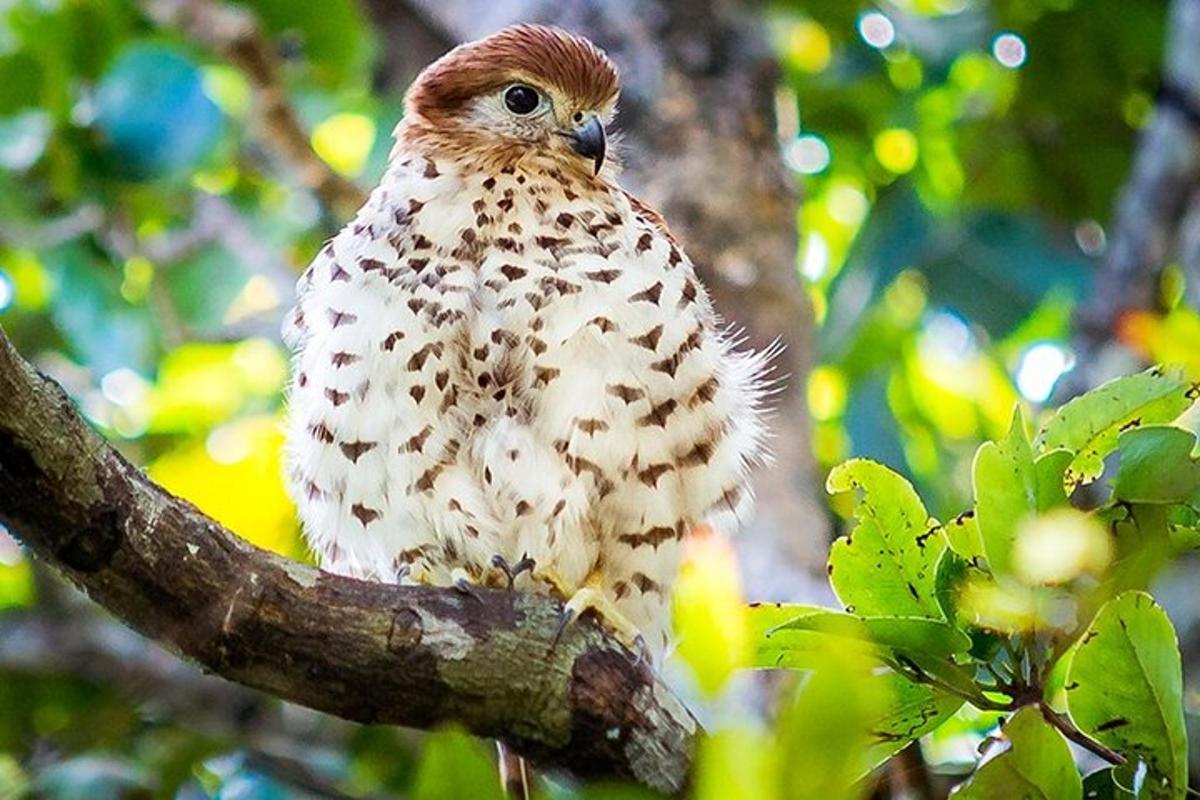 un uccello è seduto su un ramo di un albero