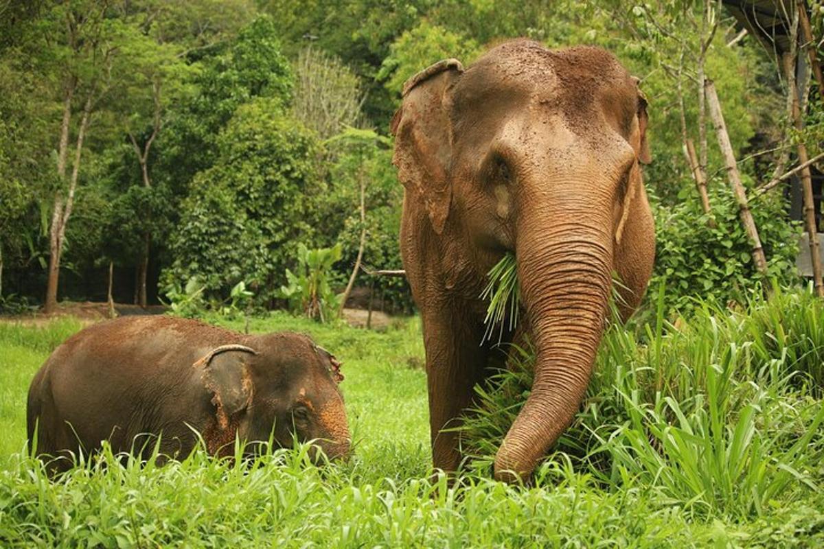 an adult elephant and a baby elephant standing in the grass