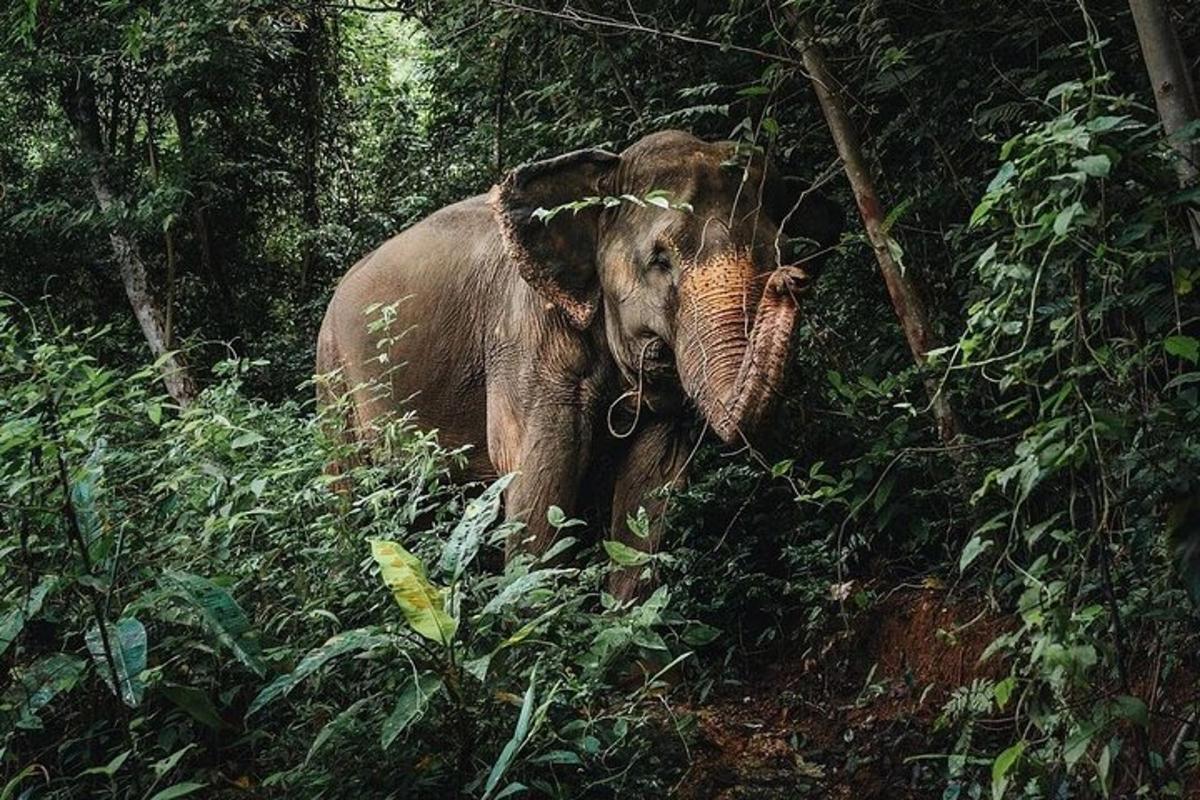 an elephant is standing in the forest