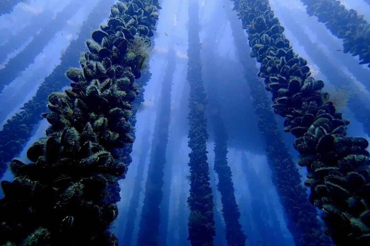 a row of palm trees in the water