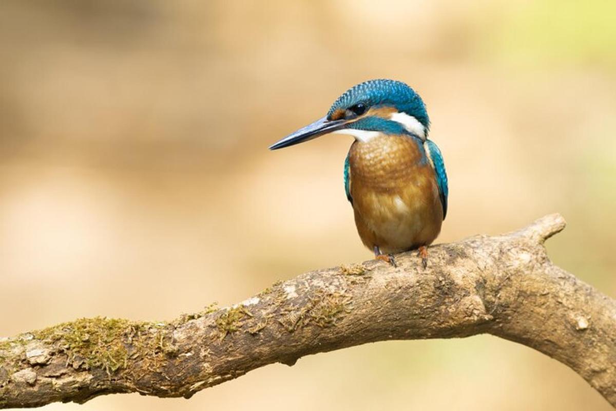 seekor burung biru duduk di dahan pohon