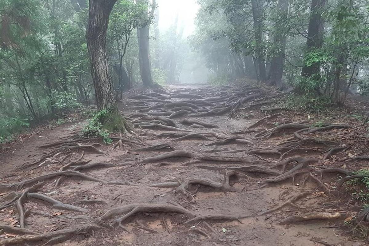 jejak dengan akar pokok di jalan tanah