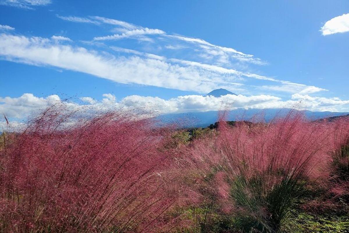 um campo com plantas rosas e um céu azul