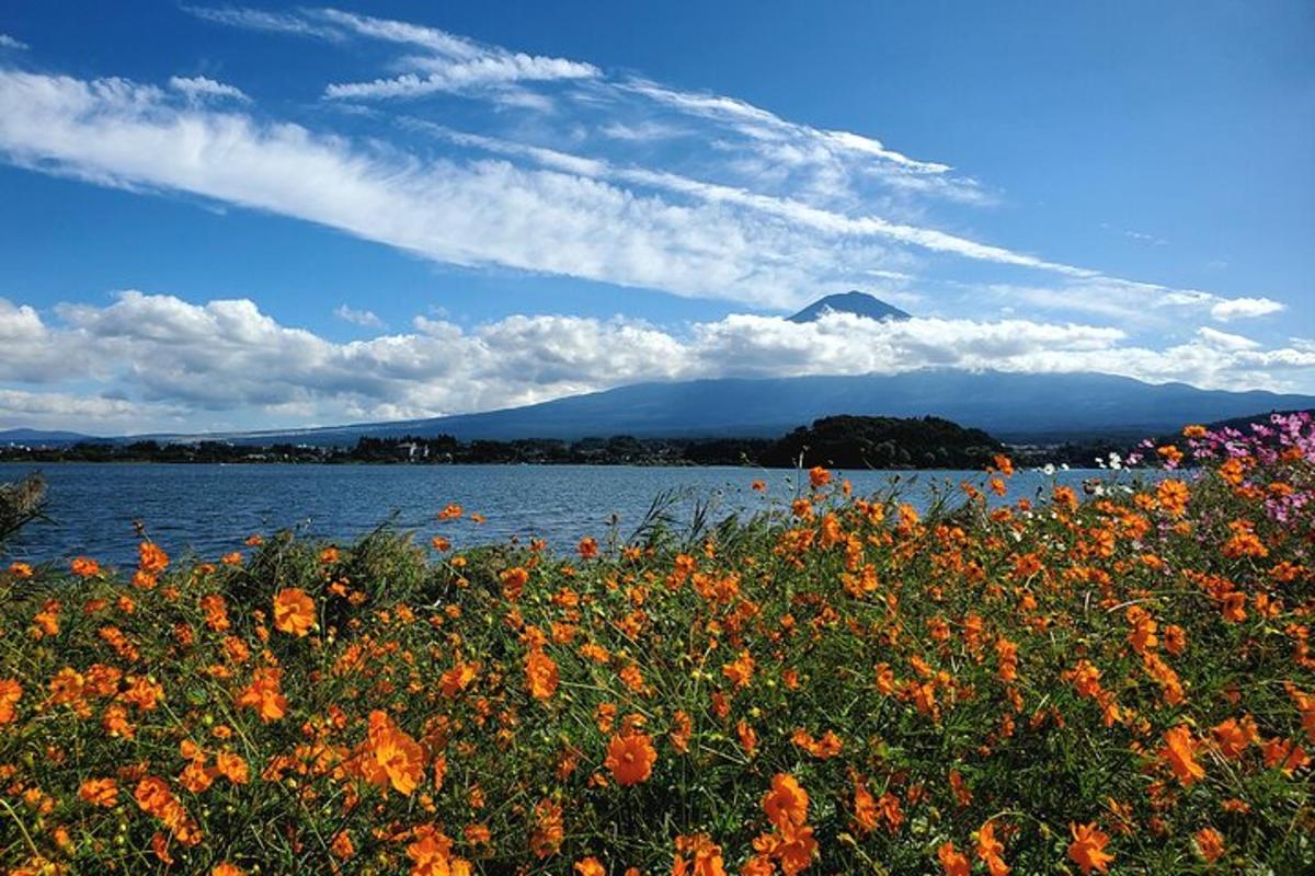 um campo de flores em frente a um corpo d'água