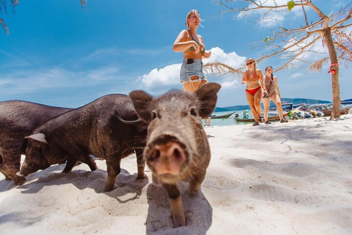 to kyr som står på en strand med folk i bakgrunnen
