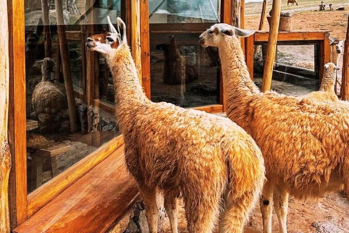 zwei Lamas betrachten sich im Spiegel