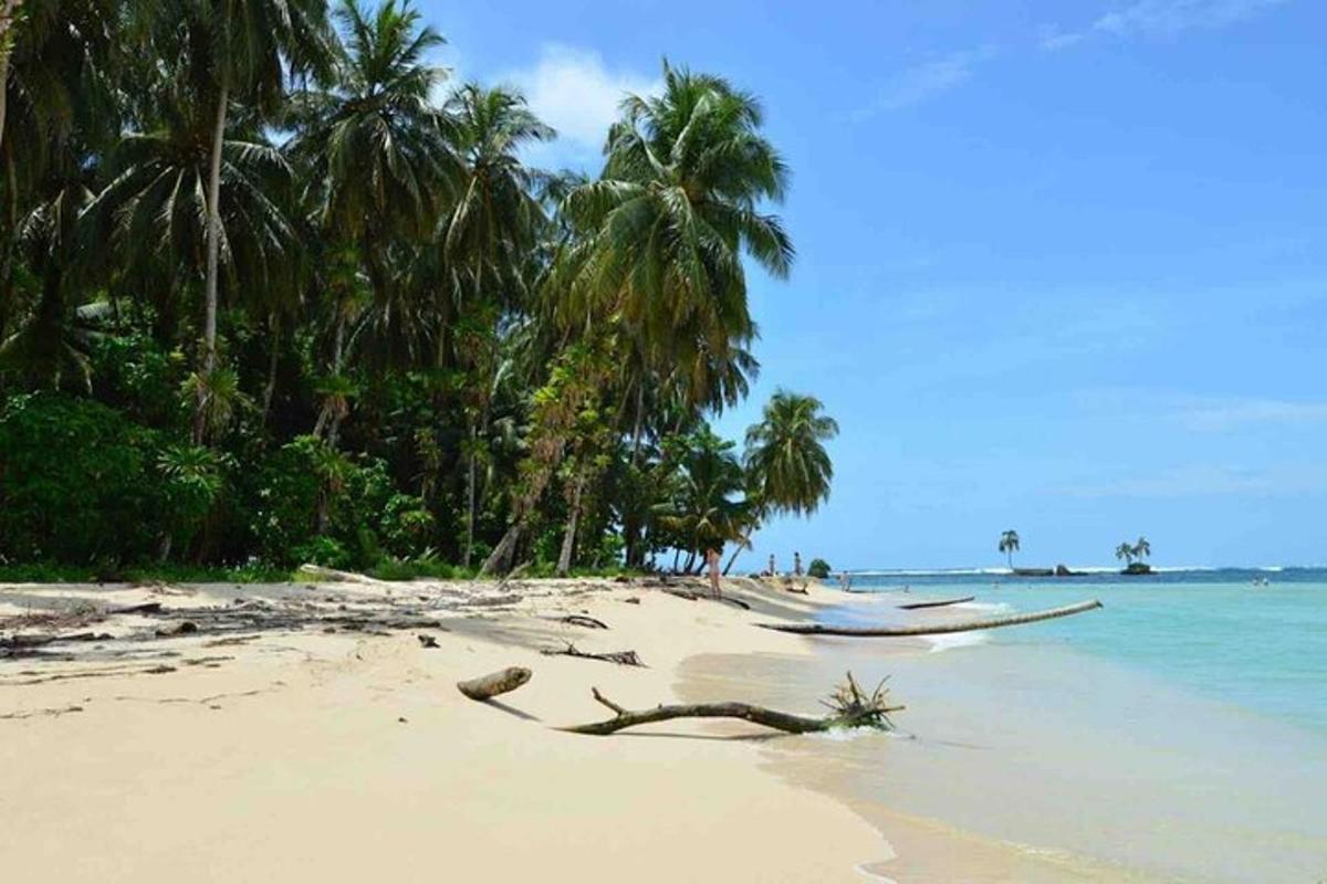 a beach with palm trees and two boats on it
