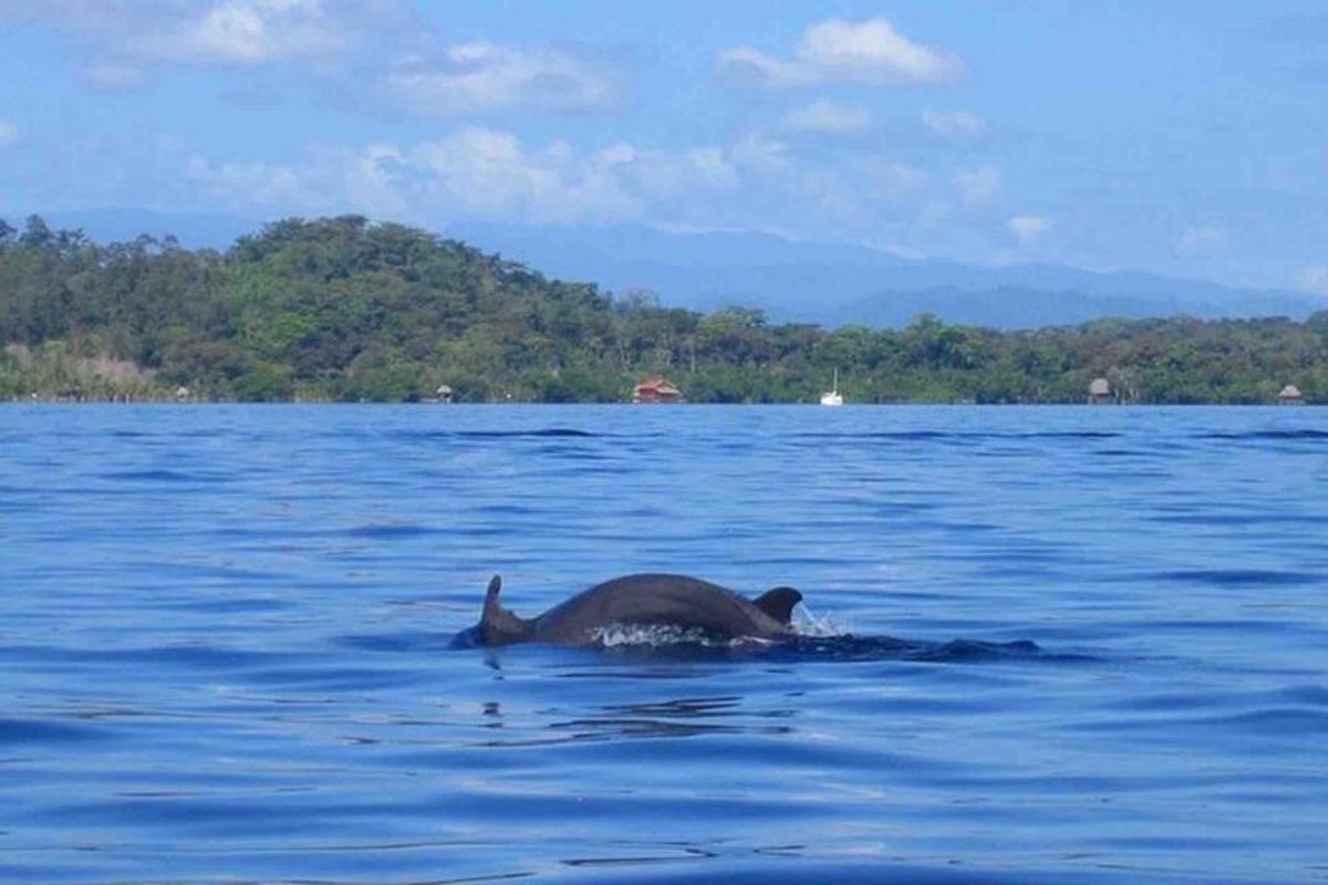 a dolphin swimming in a body of water