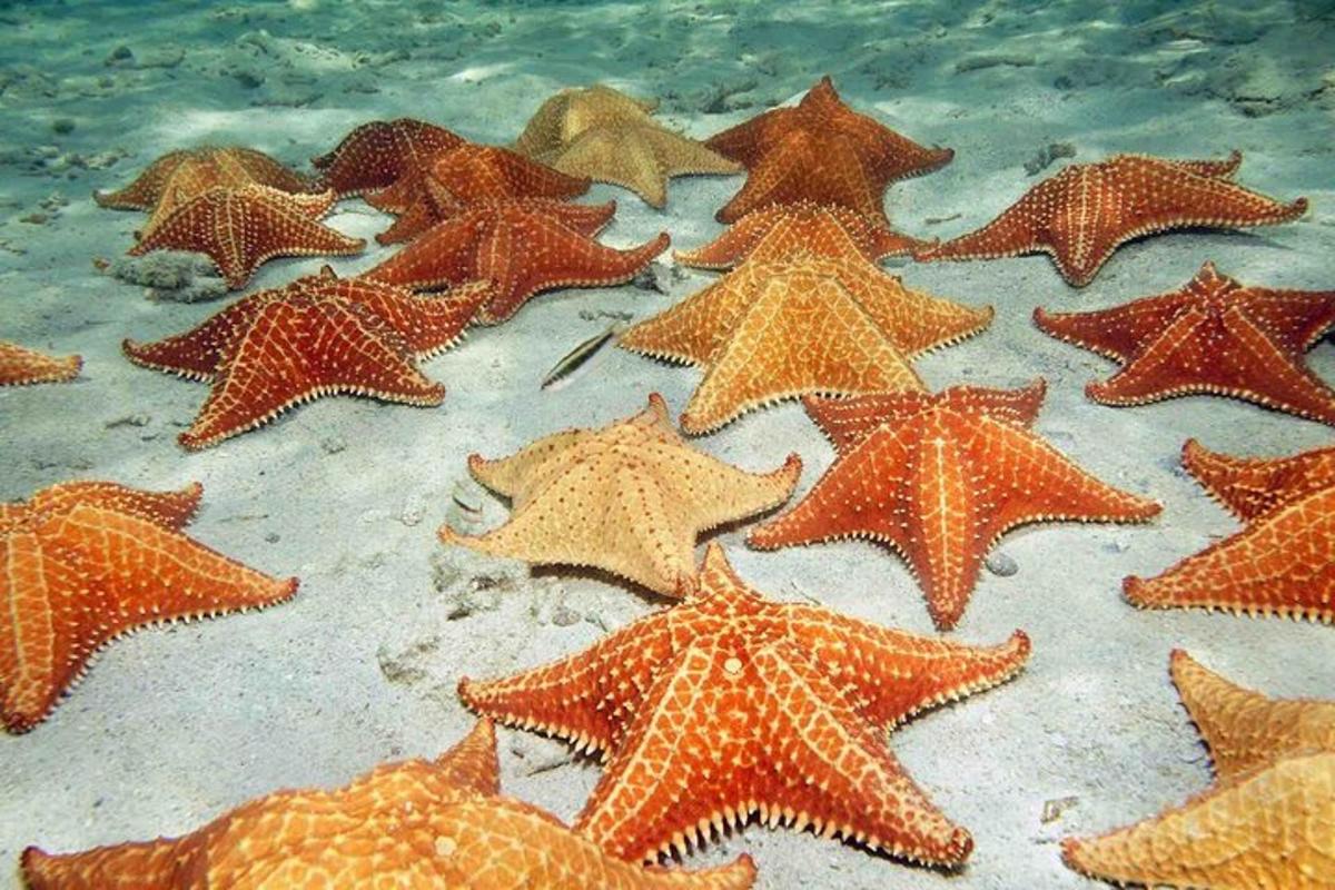 a group of starfish laying in the water