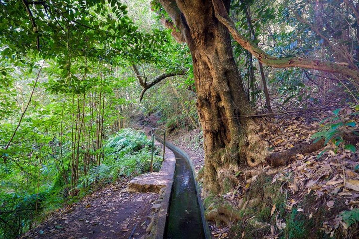 jejak di dalam hutan dengan pokok dan bangku