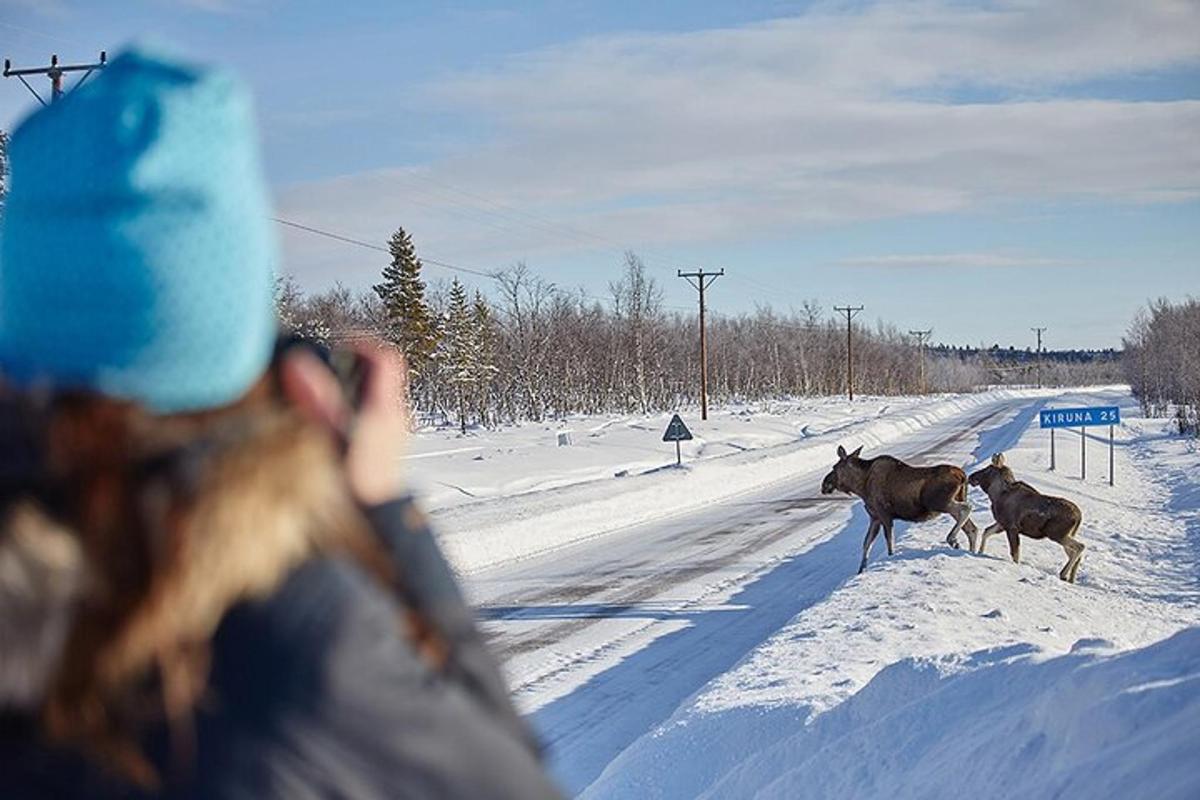 a person taking a picture of three horses crossing a road