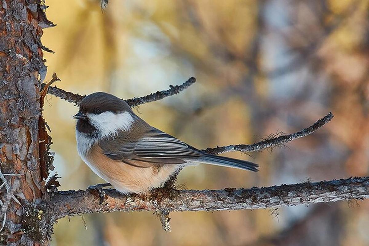 a bird is sitting on a tree branch