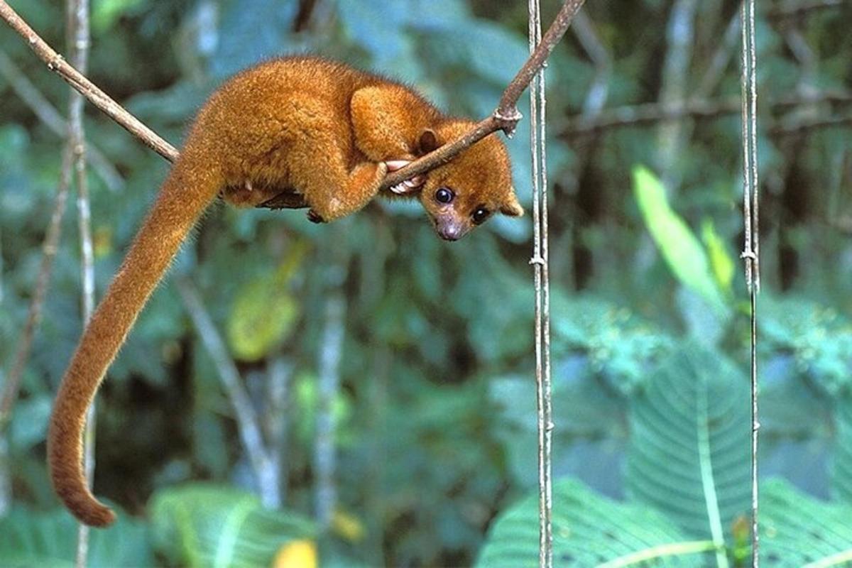 Una ardilla está colgada de la rama de un árbol