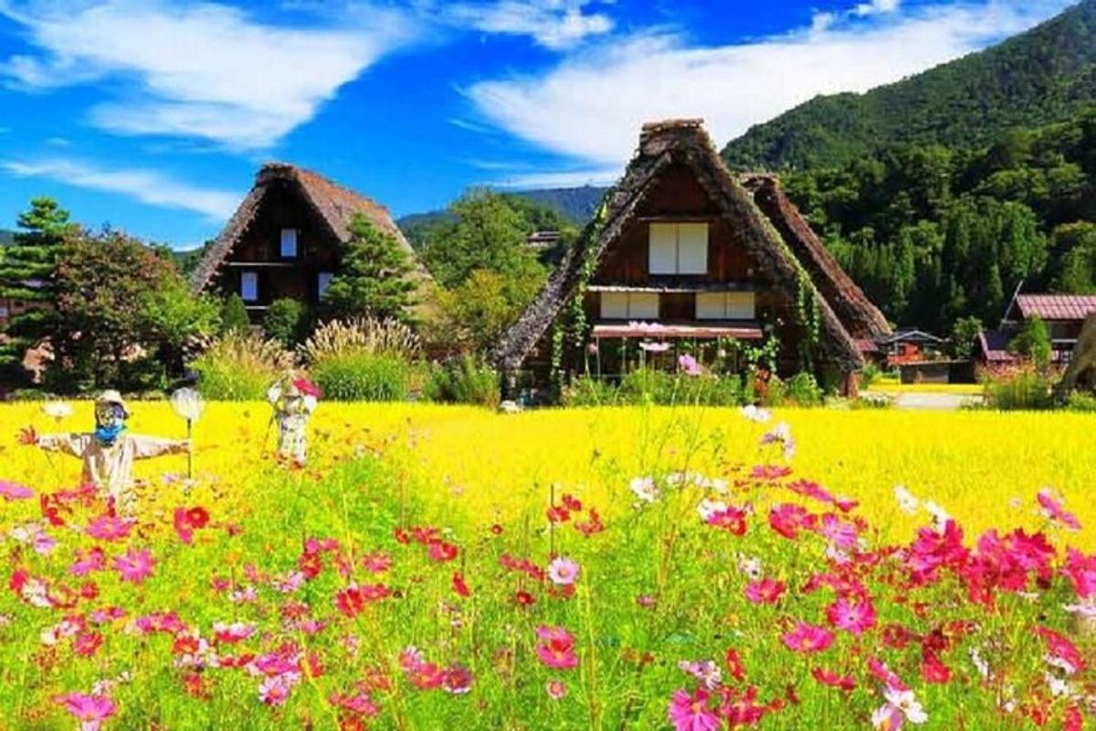 房子前面的一片花田