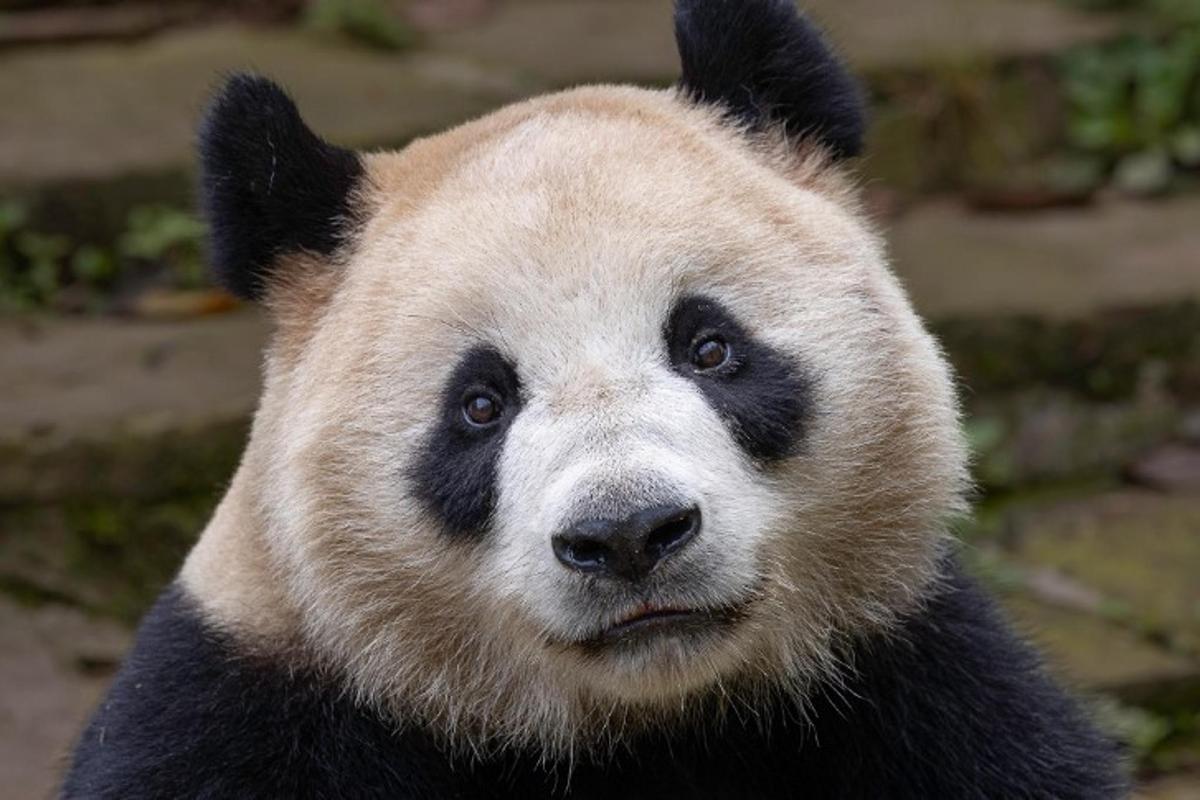 panda žiūri į kamerą