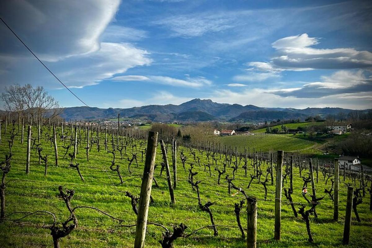 un campo verde con un montón de vides