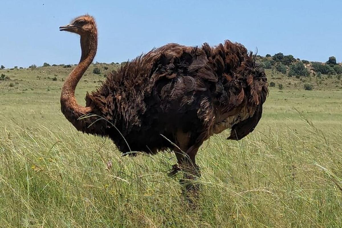 egy strucc áll egy magas fűvel borított mezőn