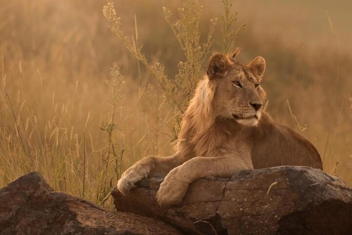 a lion laying on a rock in a field