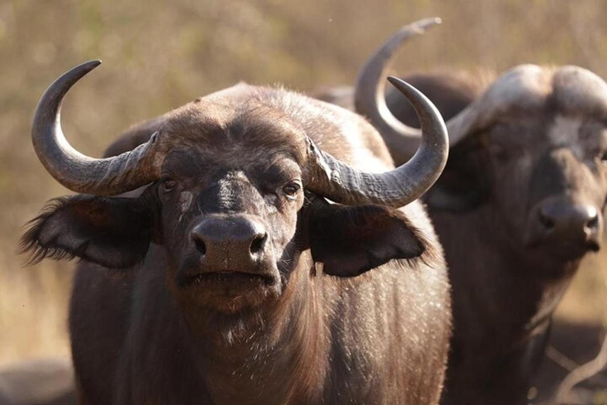 two animals with horns standing next to each other