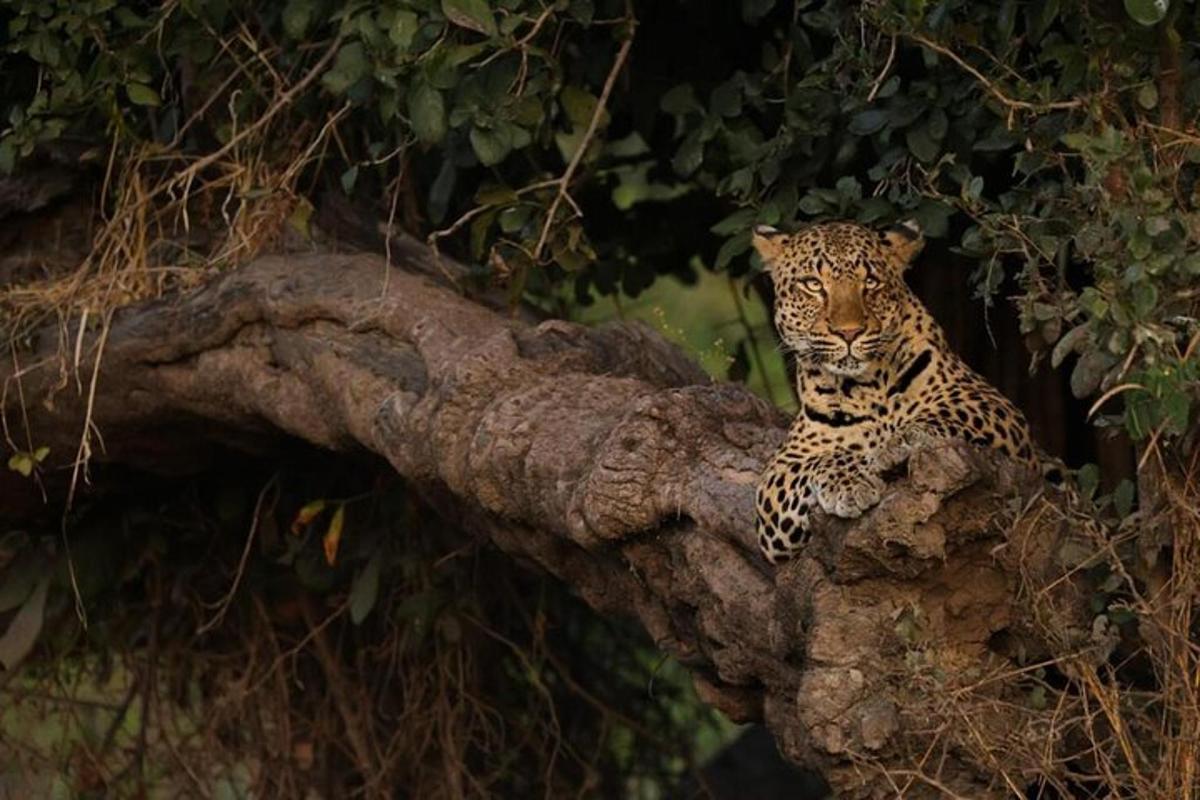 a leopard sitting on a tree branch