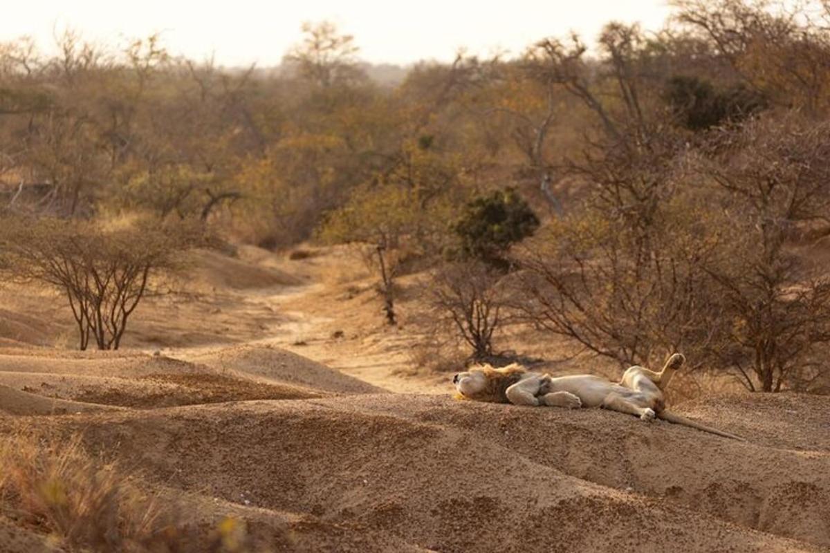two dogs laying on a rock in the desert