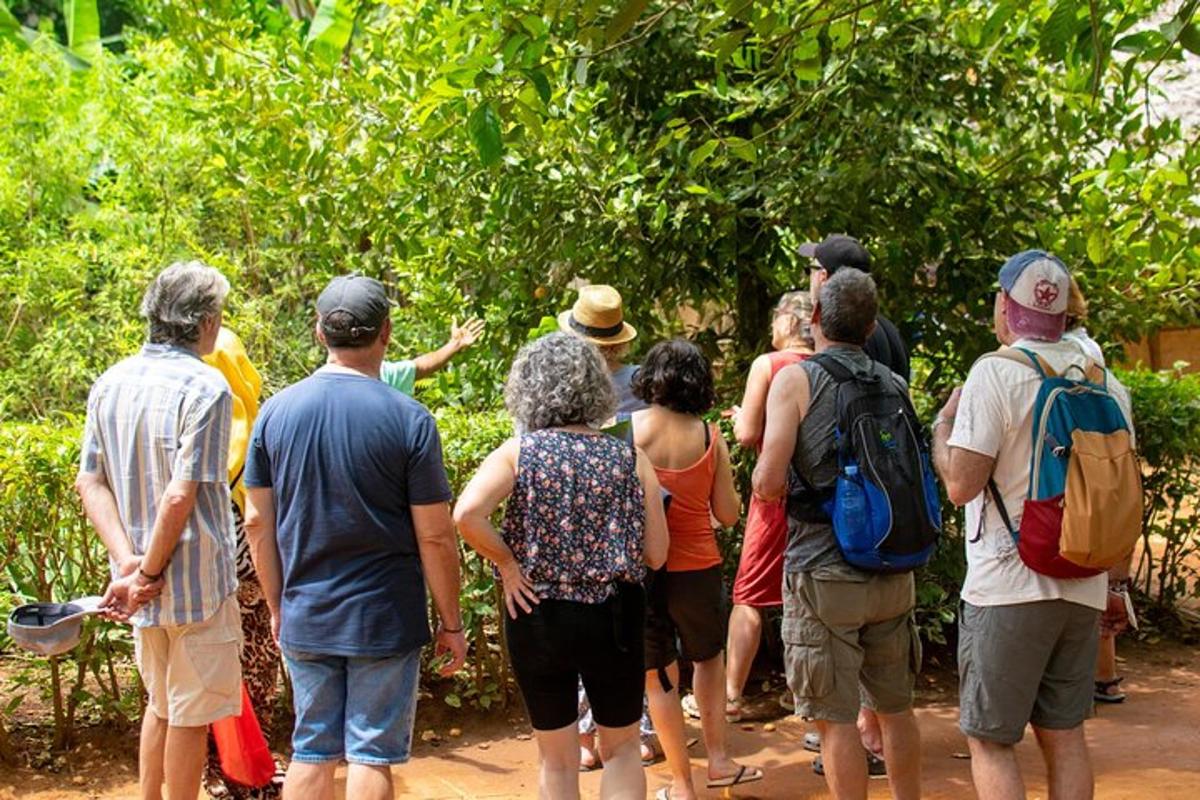 un grup de persones dempeus mirant els arbres