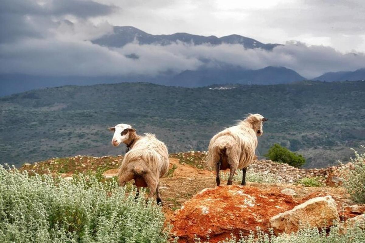dues ovelles dretes al cim d'una muntanya