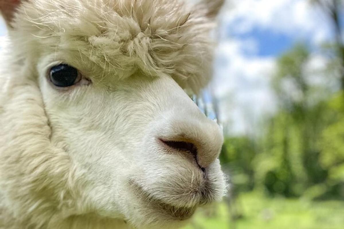un primo piano di una capra bianca con i capelli ricci