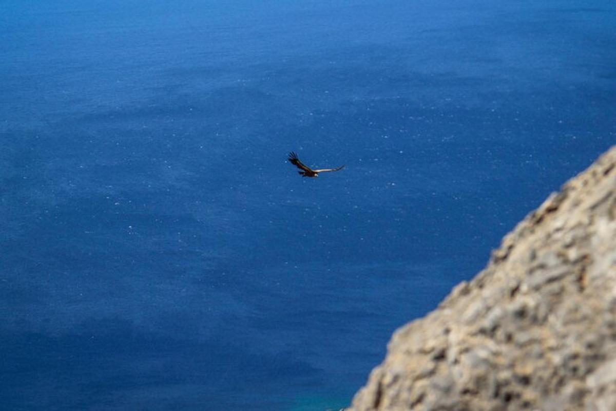 un ocell volant sobre l'aigua al costat d'una muntanya