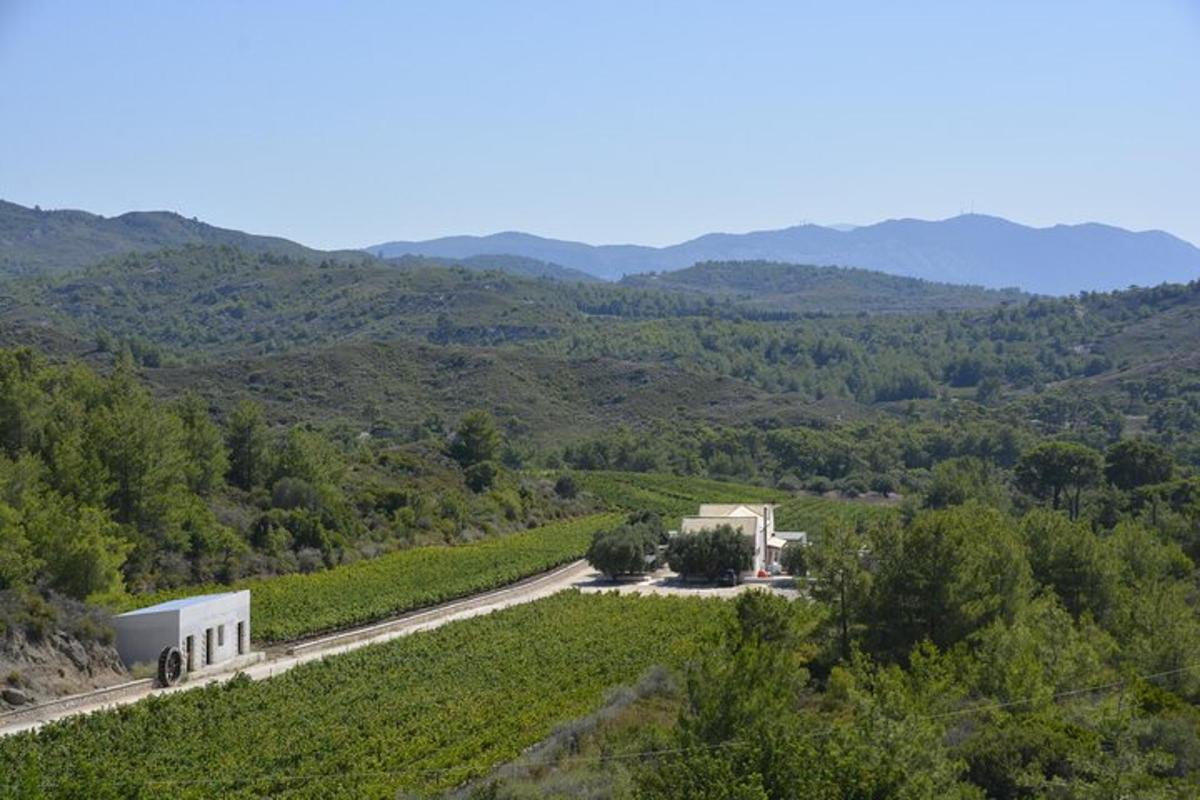 una vista aerea di una strada in un vigneto