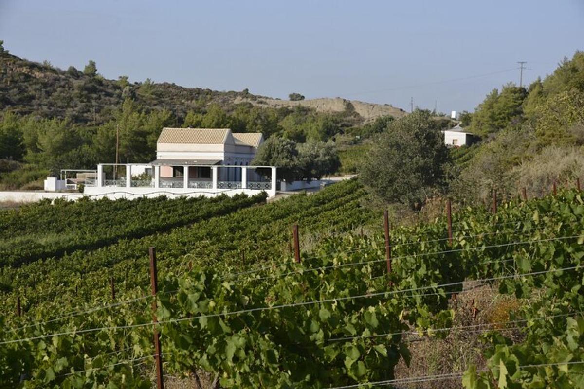 una casa in mezzo a un vigneto