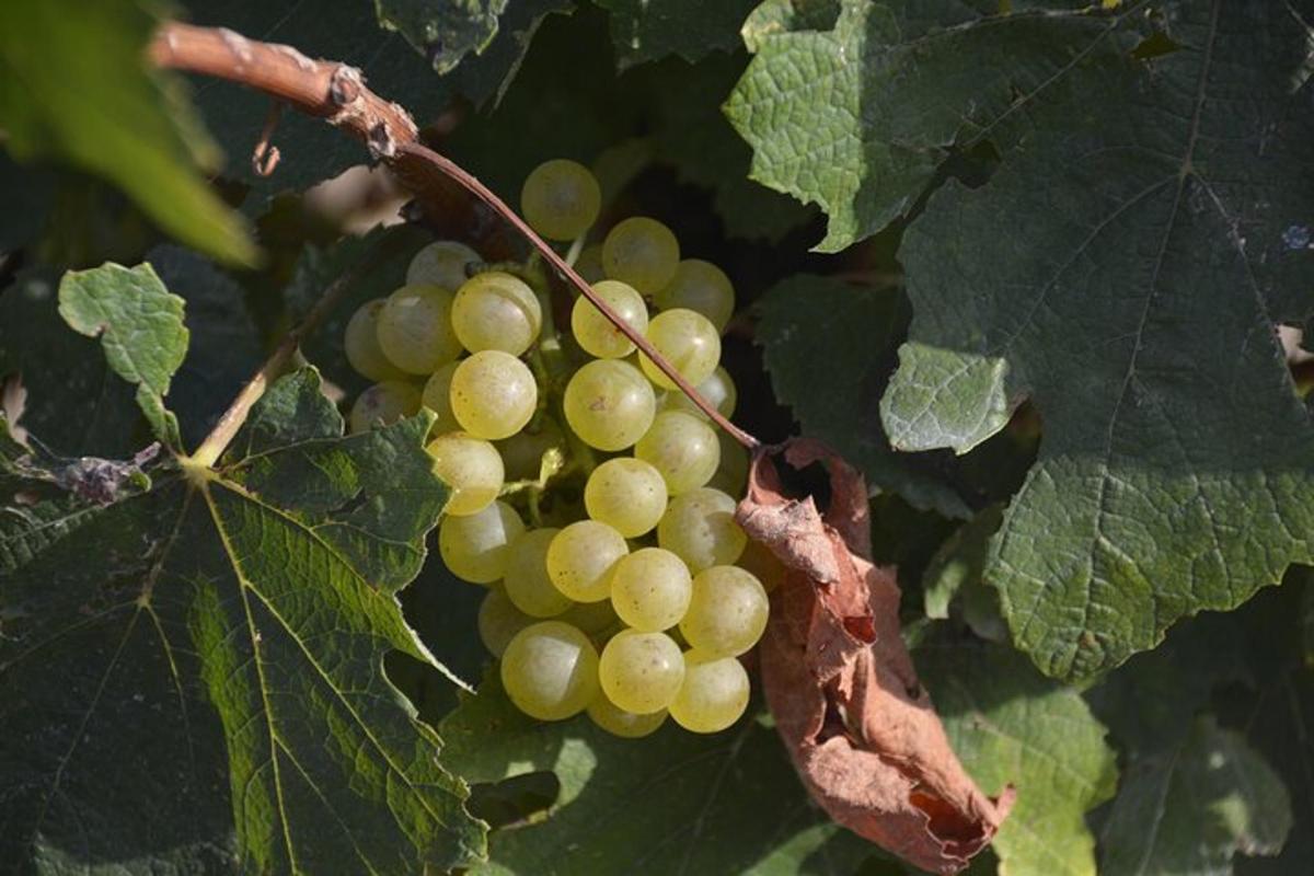 un grappolo d'uva verde appeso a un albero