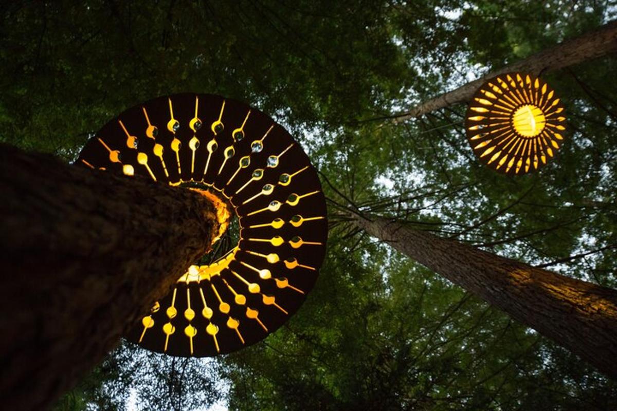 two umbrellas hanging from the branches of a tree