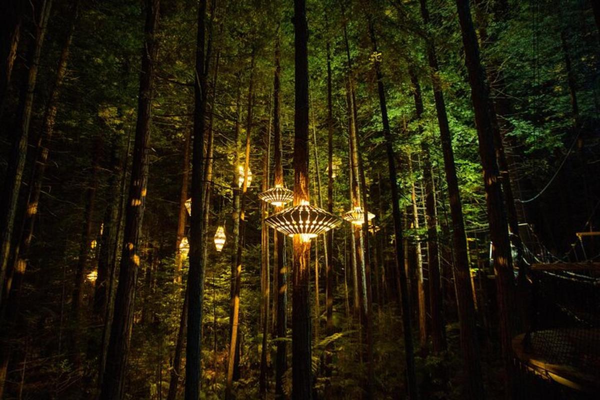 a forest of trees with lights in the middle