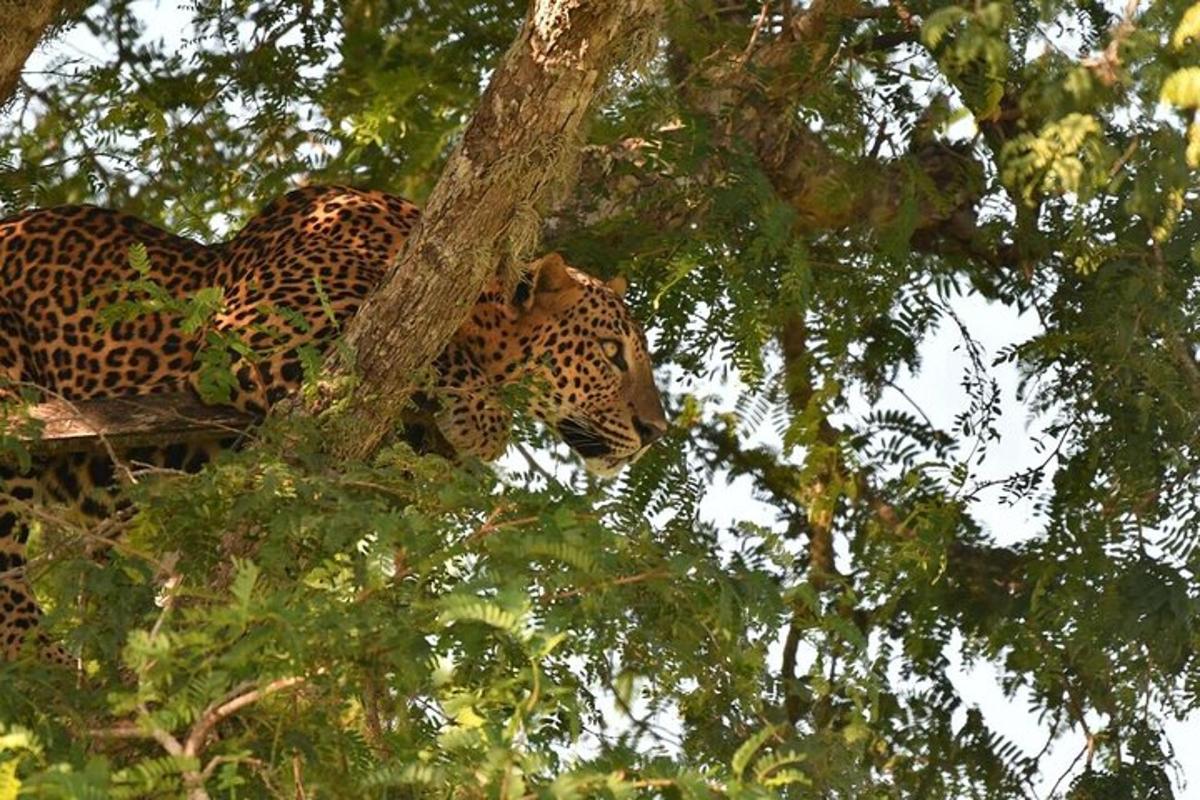 un leopardo è seduto su un albero
