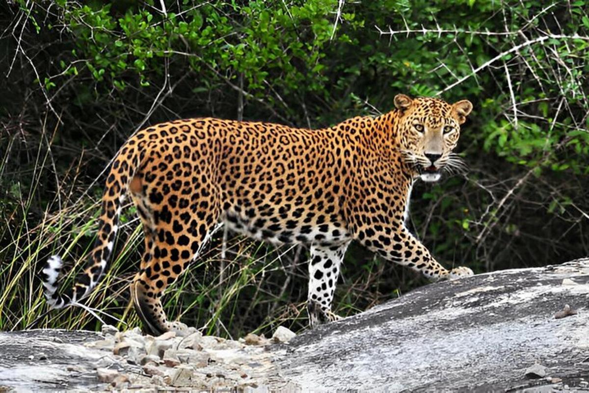 un leopardo in piedi in cima a una roccia