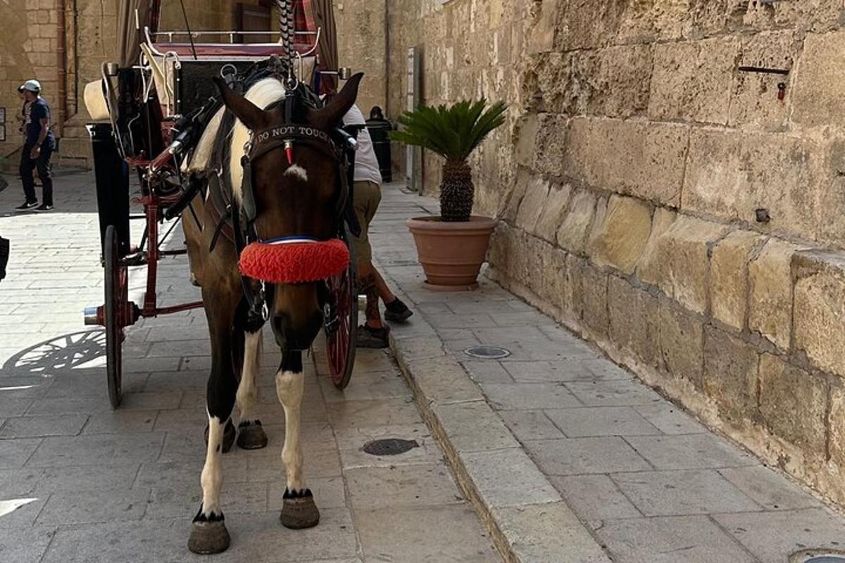 a horse pulling a carriage down a street