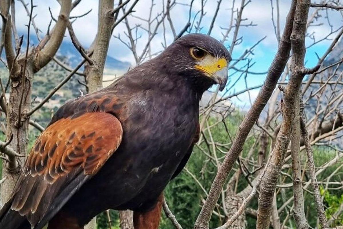 pták sedí na větvi stromu